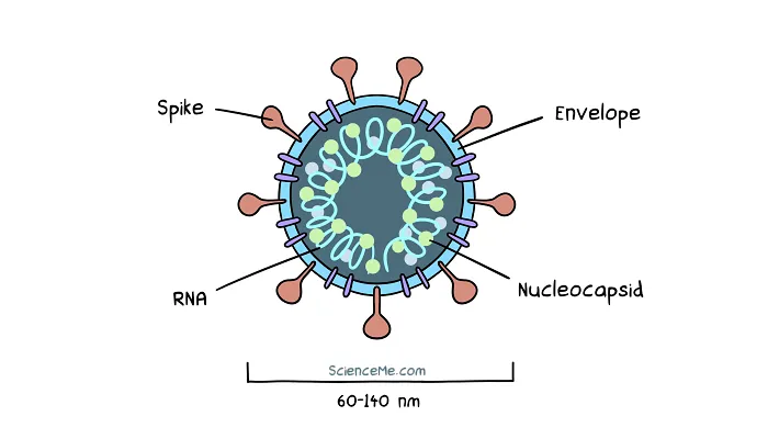 Cartoon cross-section of a virus