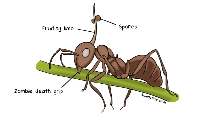 Zombie ant infected with a Cordyceps fungus
